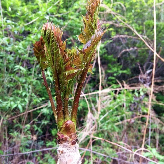 珲春市 刺老芽，纯野生 7-12cm