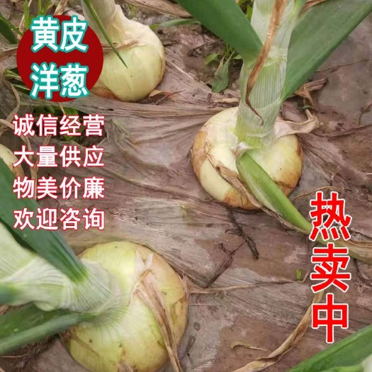 丰县红皮洋葱  丰县冷库二红洋葱货好