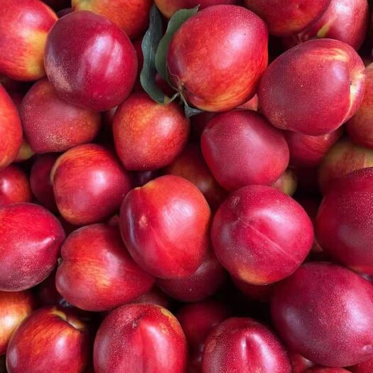 砀山县黄油桃 四八油桃大量上市，质量好，价格低，欢迎选购