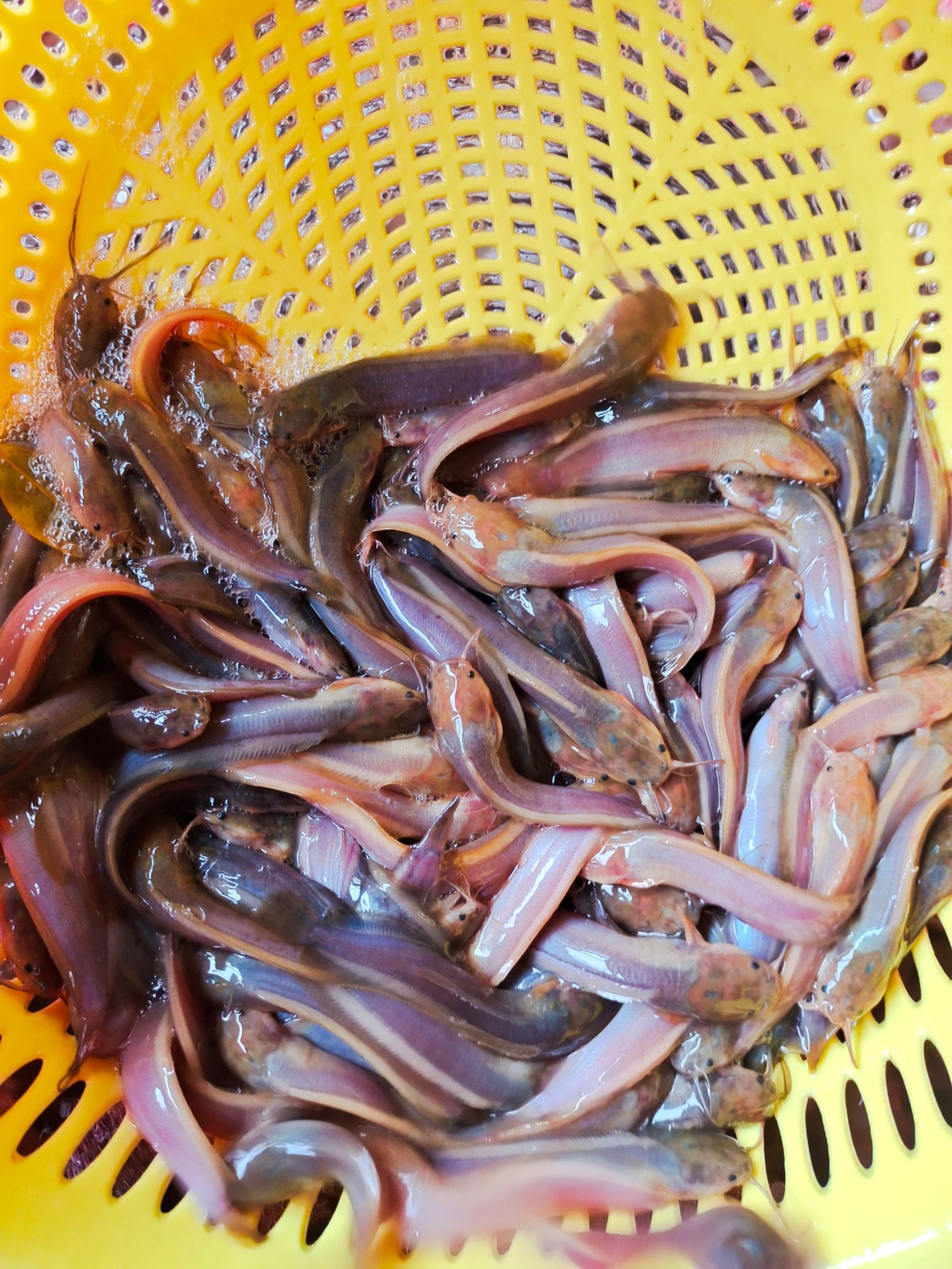 鲶鱼苗  塘角鱼苗  三黄土塘角鱼苗，品种优良健康快大，养殖