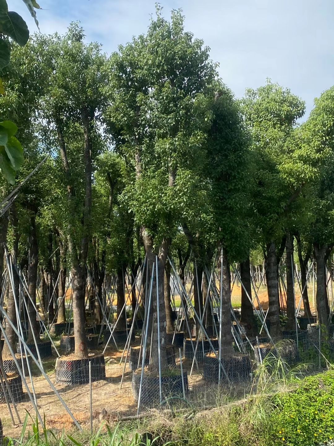 广东香樟（小叶樟）产地批发 移栽成活率高