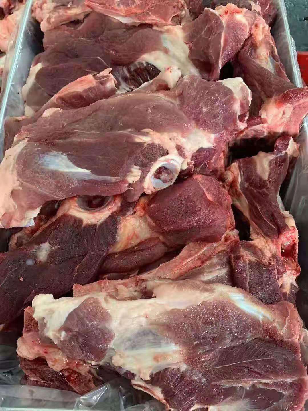 猪骨头  多肉尾叉骨