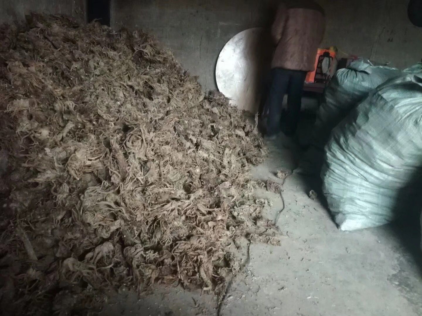 独活  巫溪肉独活含量高