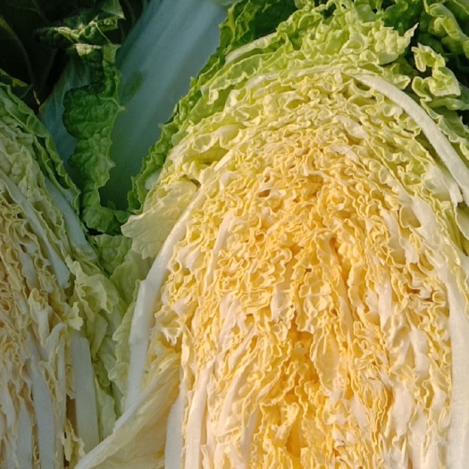 定州市黄心大白菜 我处大白菜大量上市，一手货源，无中间商，直接基地供应，需要