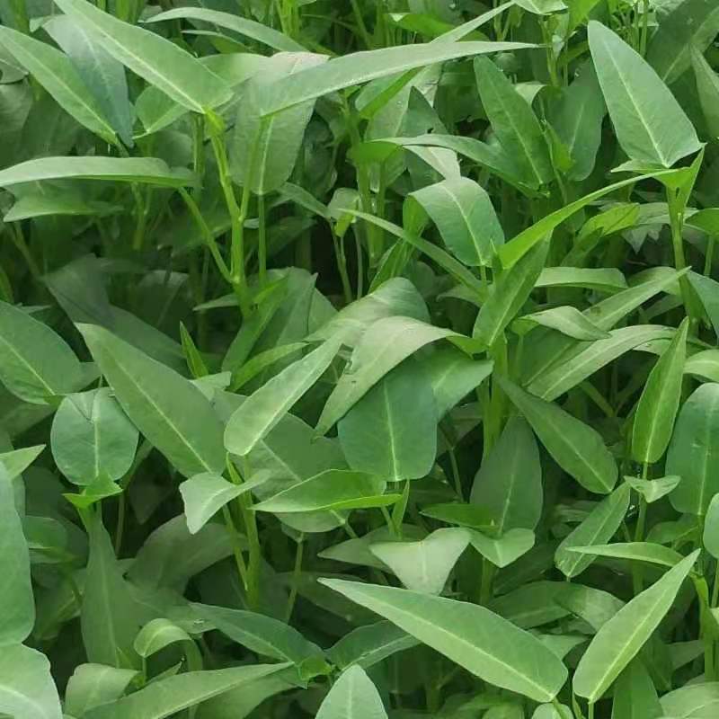 泰国空心菜种子通心菜种子青梗小叶小叶青杆雍菜种子