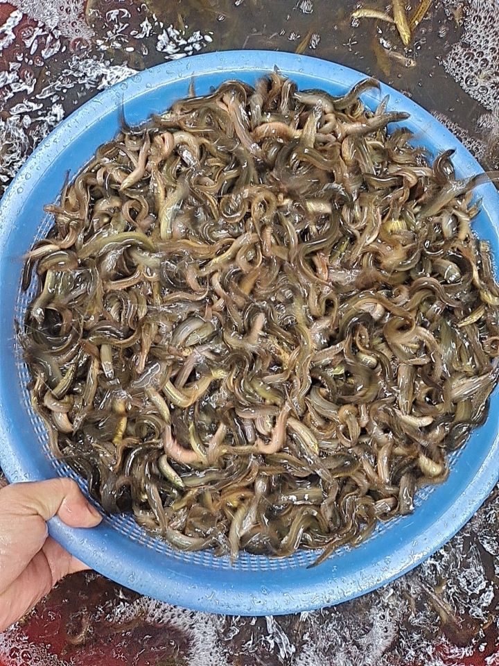 泥鳅苗，金鳅2号优质苗，可以视频看货，场地直销，技术指导