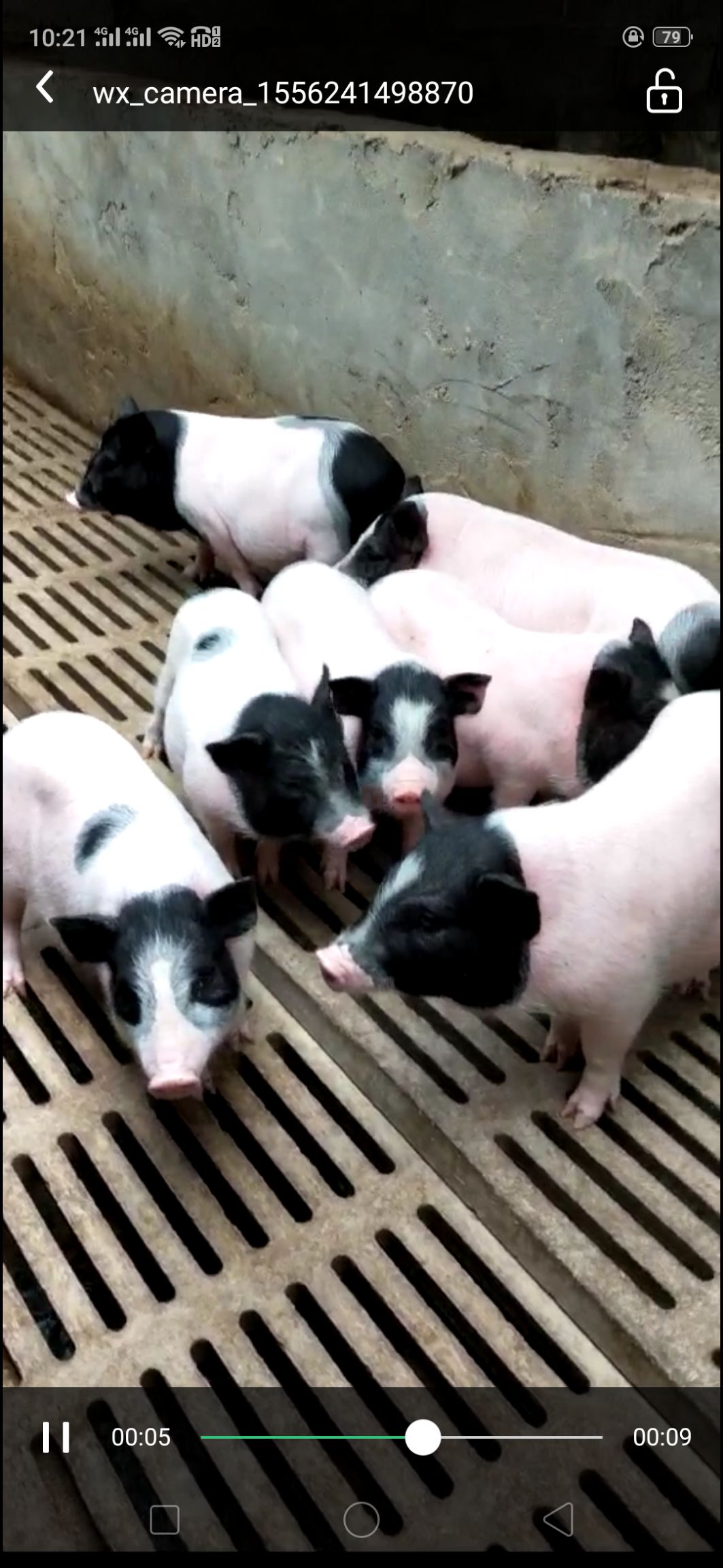 猪苗  巴马香猪幼崽花猪藏香猪幼苗长白猪小猪吃什么