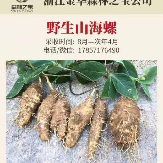 乐安县山海螺，四叶参