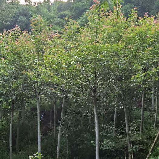 邛崃市枫香，枫香树，成都枫香树基地