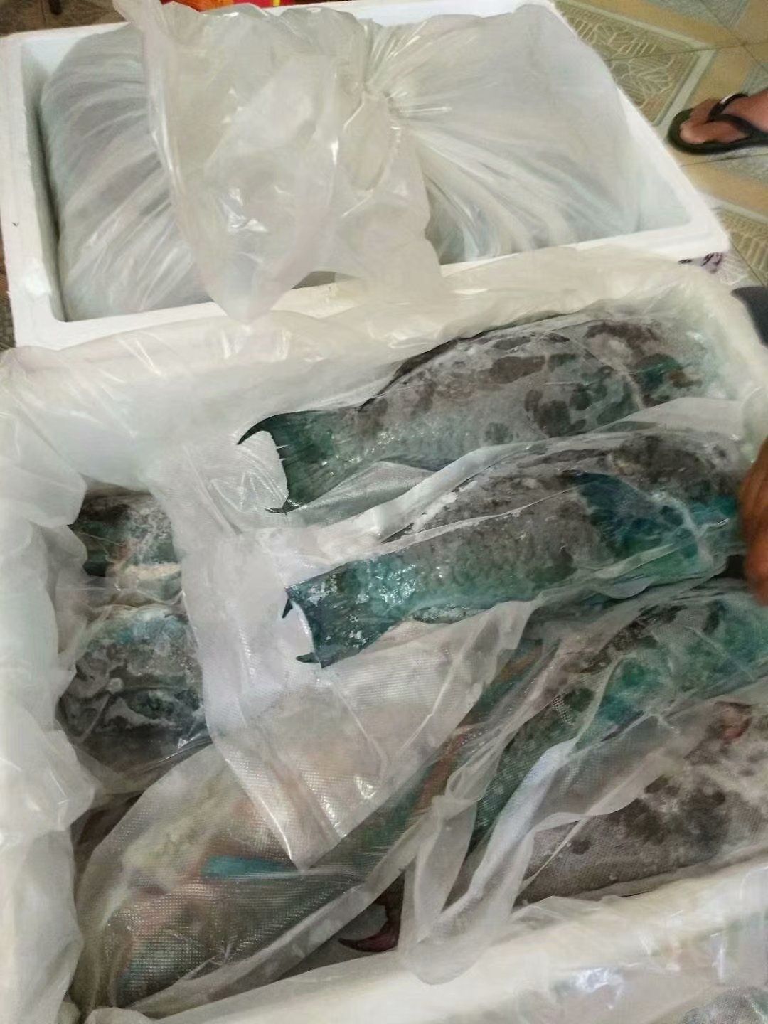 青衣鱼 水产