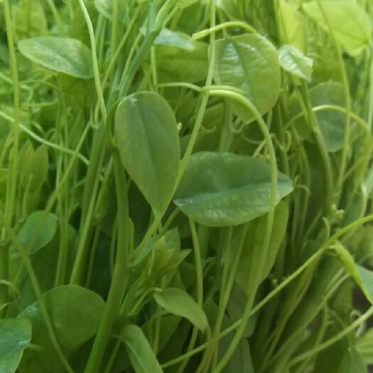 大新县姑娘菜 野菜，赤苍藤，辣木菜