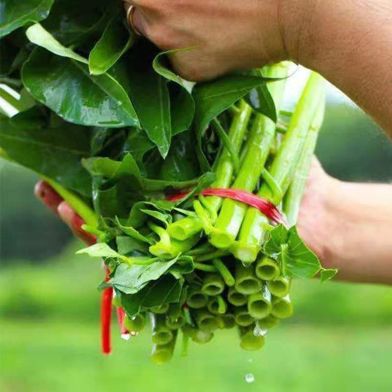 泰国空心菜种子通心菜种子青梗小叶小叶青杆雍菜种子