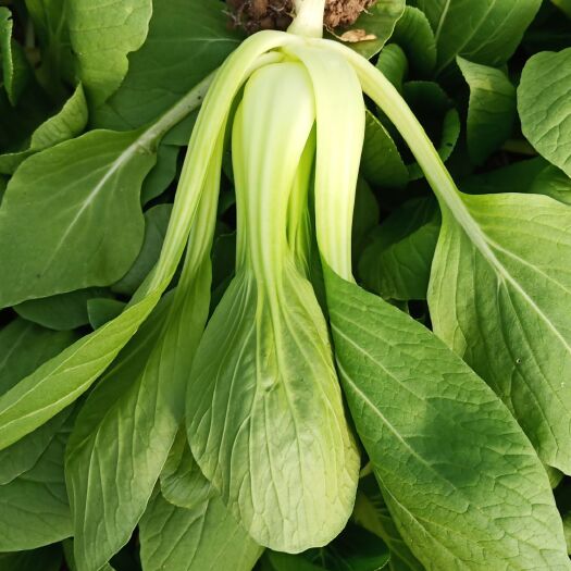 成都快菜 长期供应小白菜，瓢儿菜