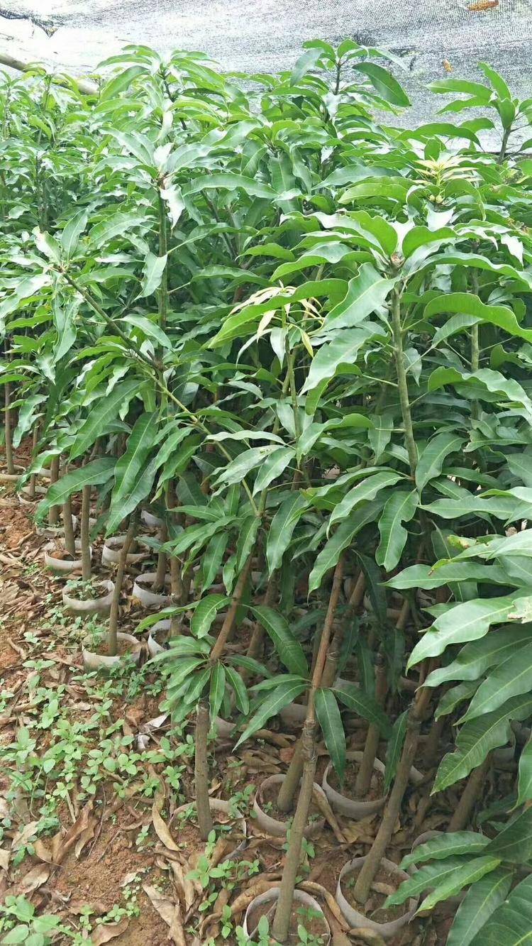 贵妃芒果苗