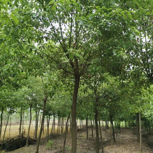 九江 香樟基地经营，精品香樟供应，江西香樟大量供应批发香樟自产自销