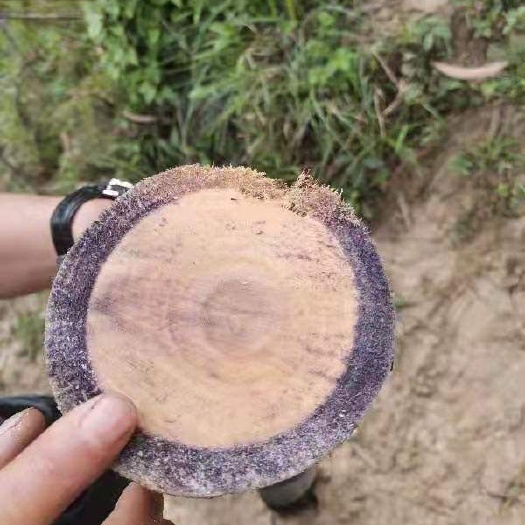 六盘水DH3229桉树 大量油桉树出售