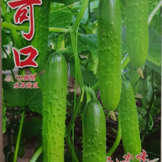 绵阳口感型水果黄瓜种子口口脆黄瓜种子嫩绿色节节有瓜无苦味
