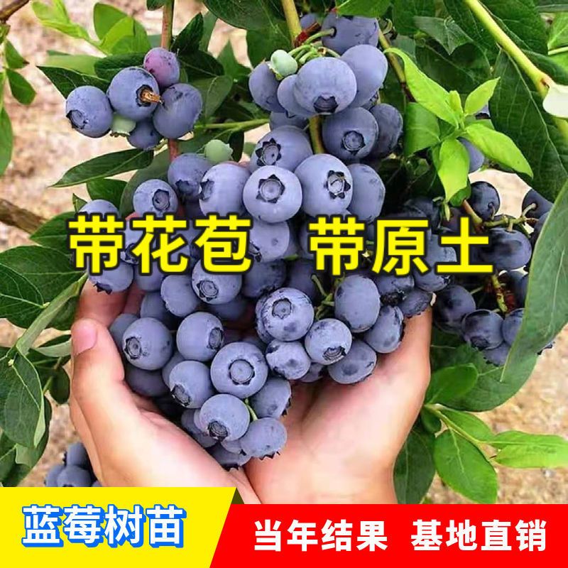 薄雾蓝莓，珠宝蓝莓，绿宝石，优瑞卡，蓝丰蓝莓等各种品种基地