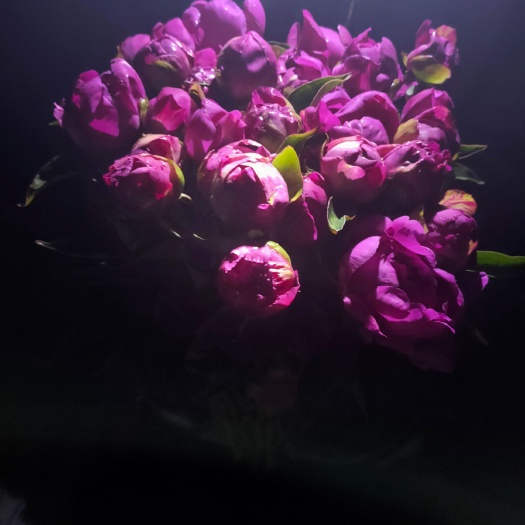 遵化市 多花芍药鲜切花