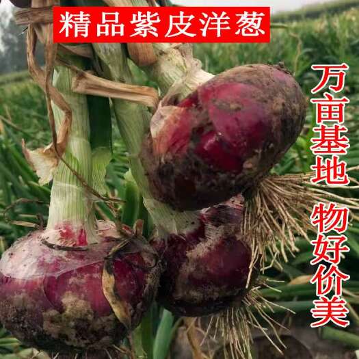 丰县红皮洋葱  江苏丰县紫皮洋葱新葱上市