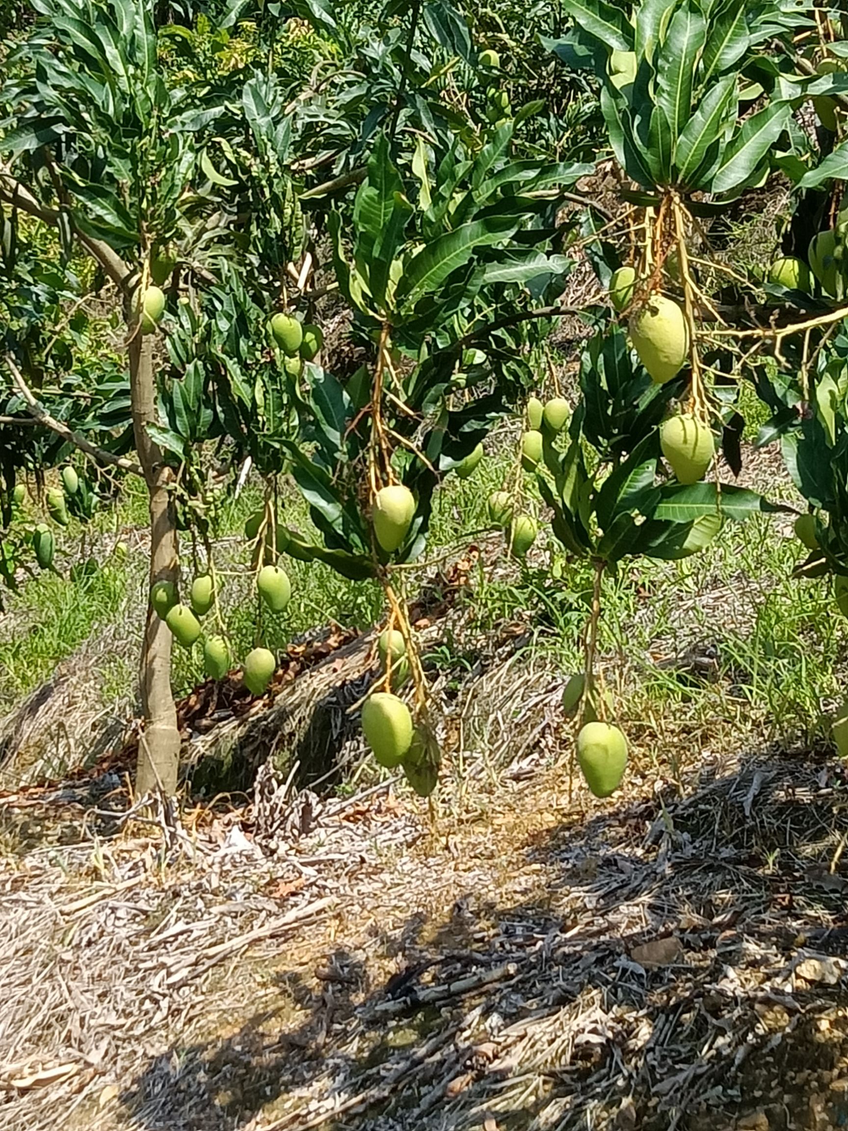  云南小臺(tái)農(nóng)芒果產(chǎn)地一手貨源，