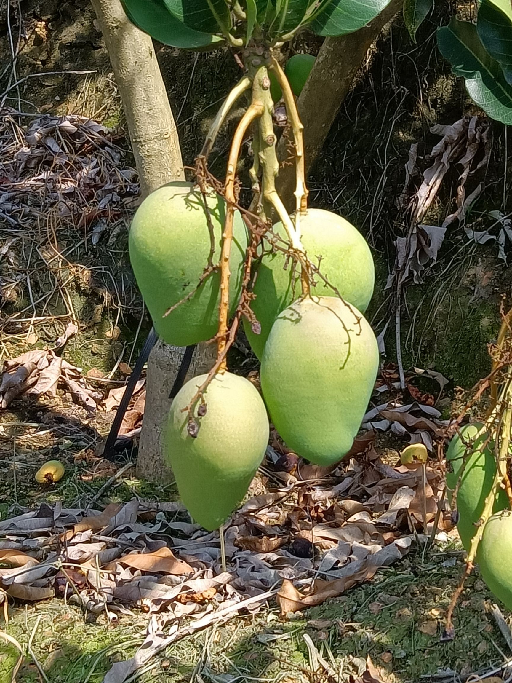  云南小臺(tái)農(nóng)芒果產(chǎn)地一手貨源，