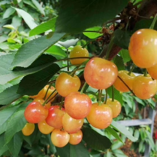 平度市黄蜜樱桃 产地现摘现发    放心食用