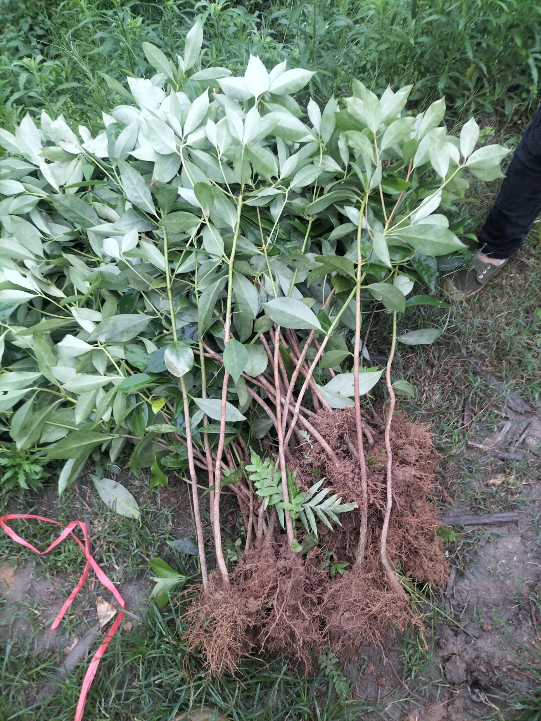 八角金盘  陈平木王罗马品种