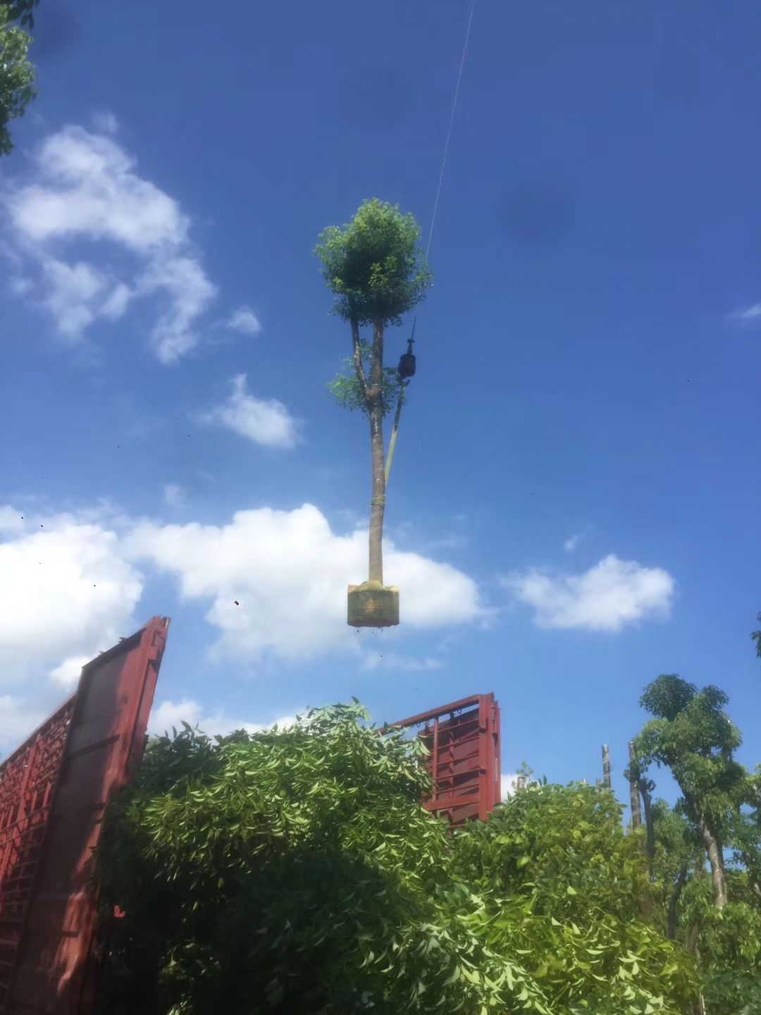 广东香樟（小叶樟）产地批发 移栽成活率高