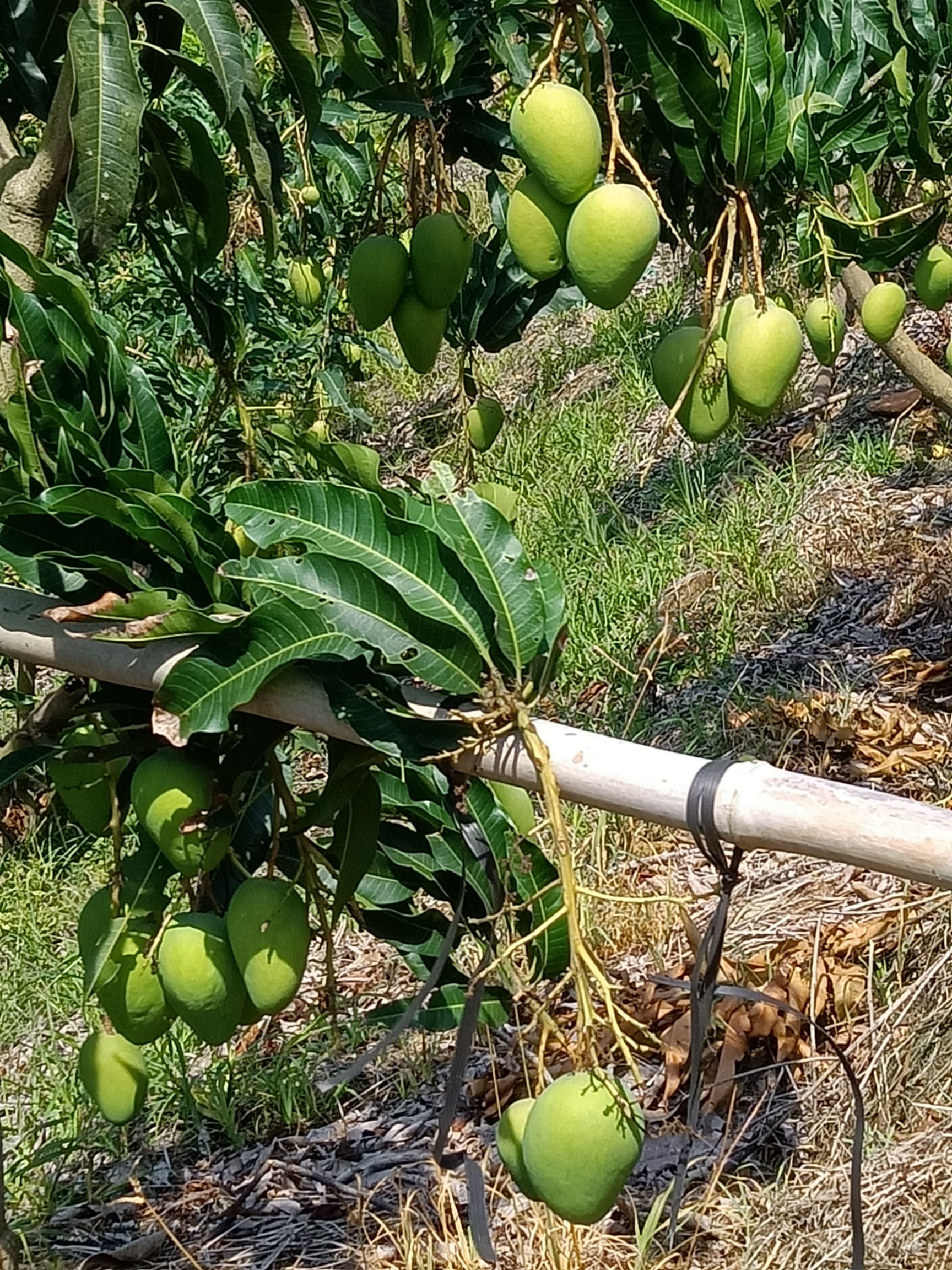  云南小臺(tái)農(nóng)芒果產(chǎn)地一手貨源，