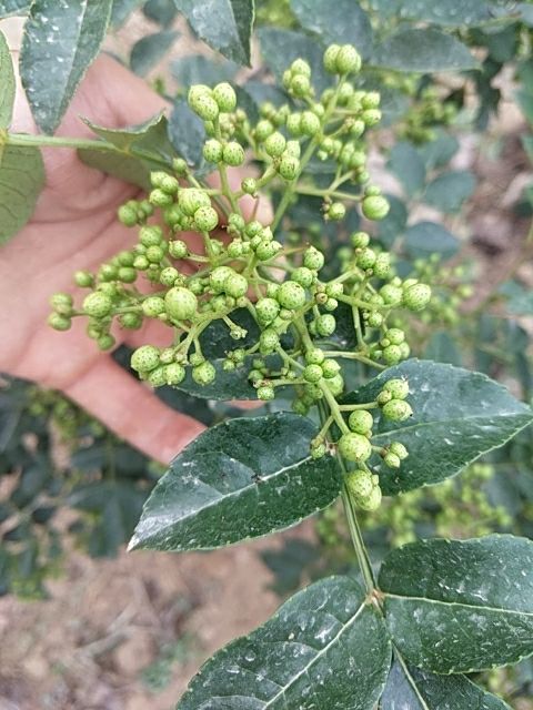 【包邮】新货韩城大红袍花椒香红麻净无籽杆色选香麻红产地直供