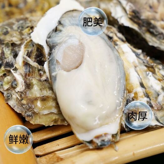 连云港 长牡蛎生蚝新鲜大牡蛎带壳海蛎子海鲜水产贝类