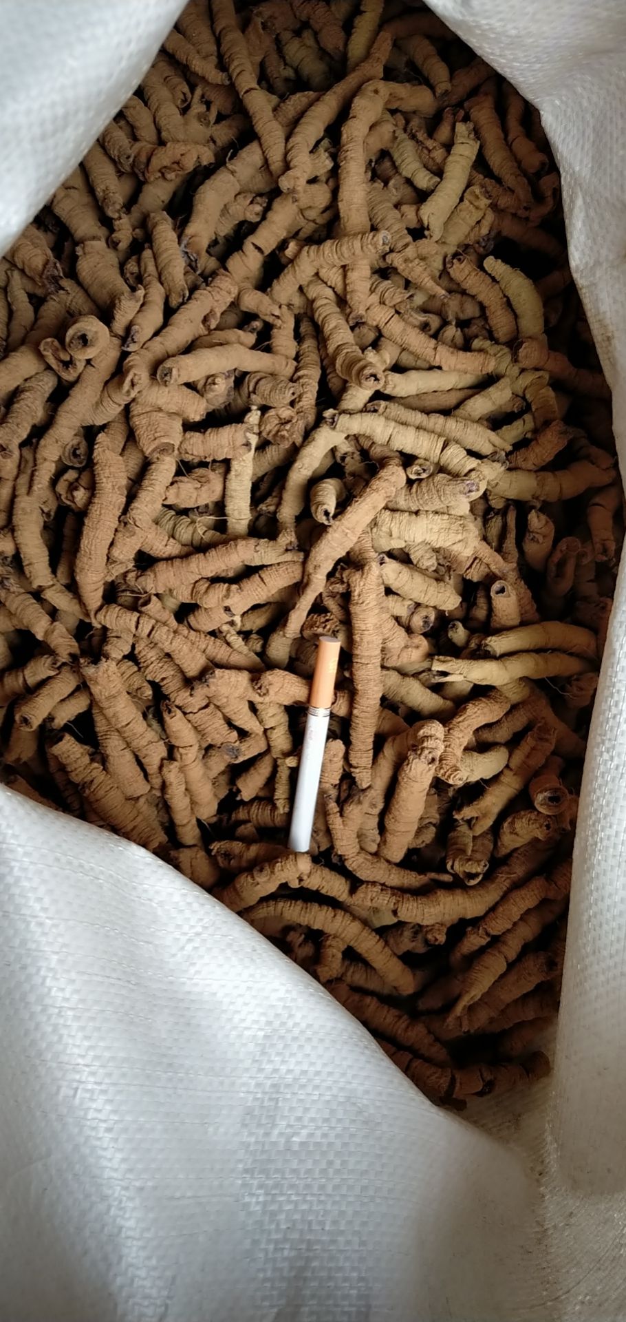 大巴戟干