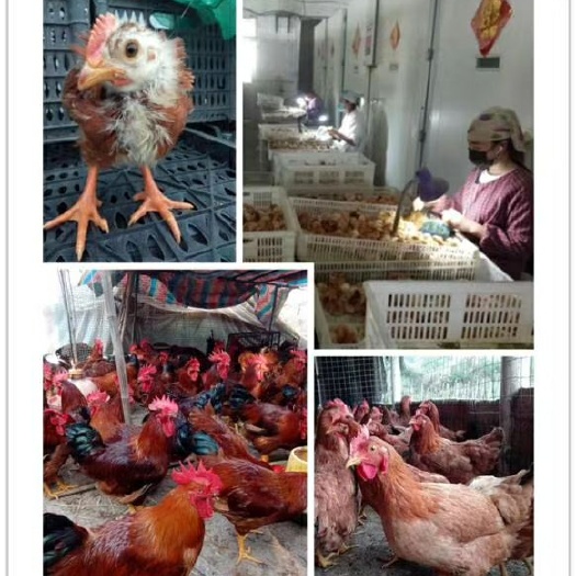 广汉市肉鸡苗  三黄鸡脱温鸡苗疫苗做齐
