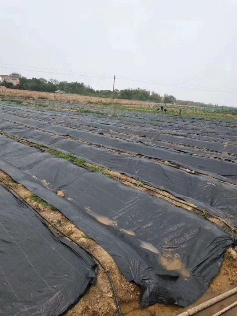 德州果树防草布 蓝莓基地防草 柠檬防草布中草药种植防草火龙果地布