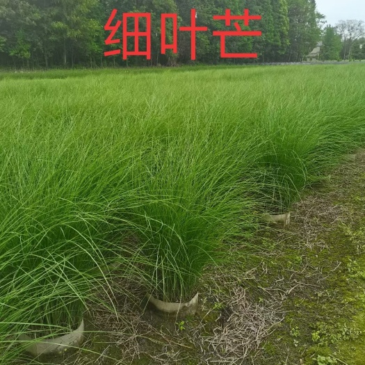 成都细叶芒 自家苗圃花镜材料，无中间商，量大从优