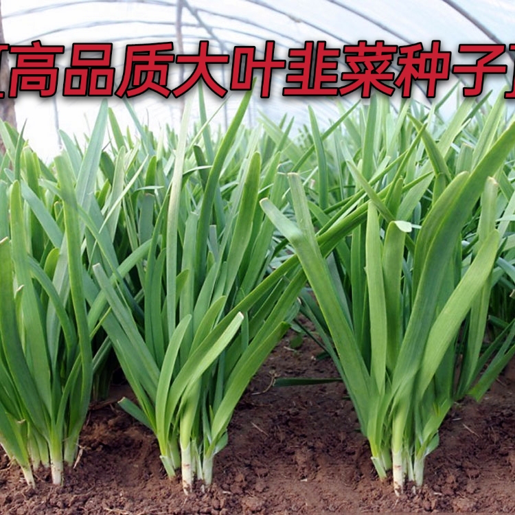 大叶韭菜种子宽叶韭菜种子肥叶韭菜种子白根味道香浓