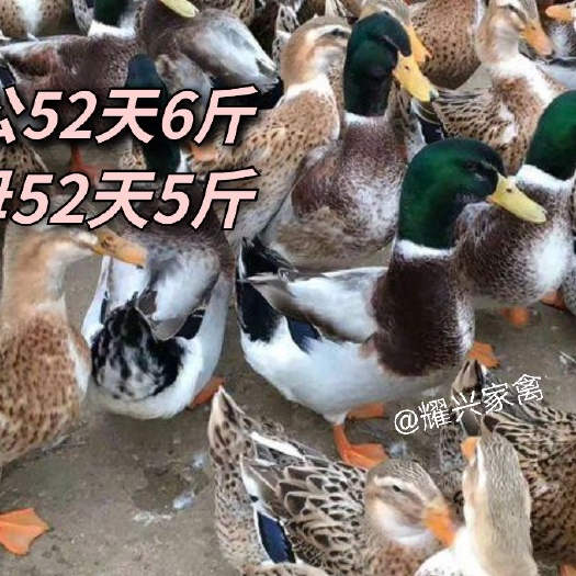 东莞市大种杂交鸭苗，四点麻鸭苗 包打疫苗 厂家直销