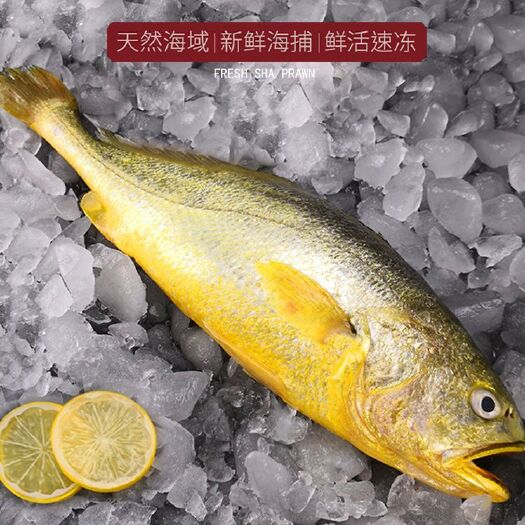黄花鱼海鱼大黄鱼0.5-1.2斤每条东海新鲜冷冻大黄鱼包邮