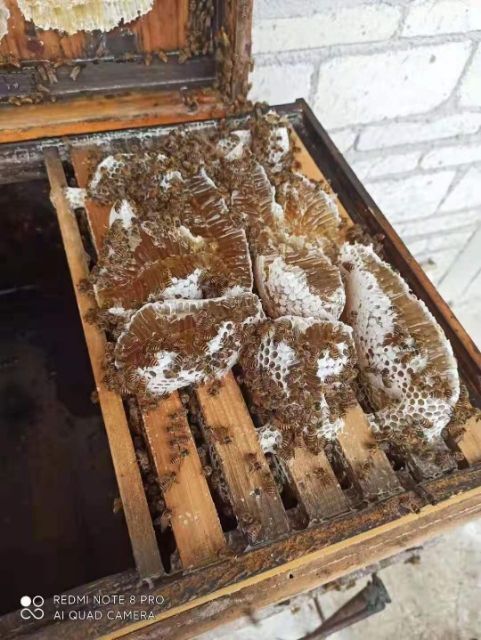 信宜市 纯正土蜂蜜