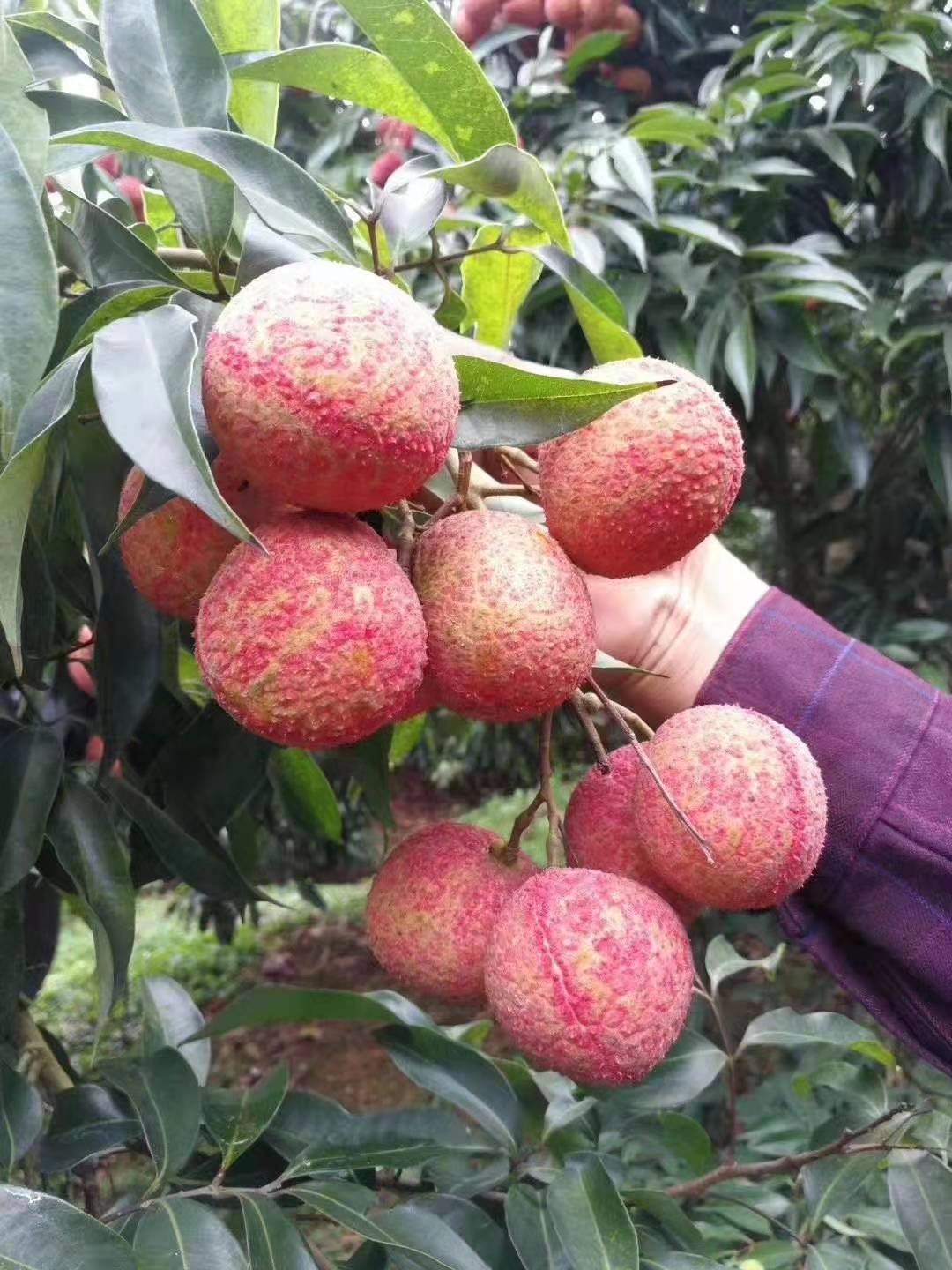 仙进奉荔枝苗广州增城区正品嫁接苗品种好易管理厂家苗圃直销包邮