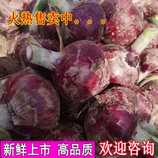 丰县黄皮洋葱  江苏丰县洋葱新葱上市需要的老板联系我