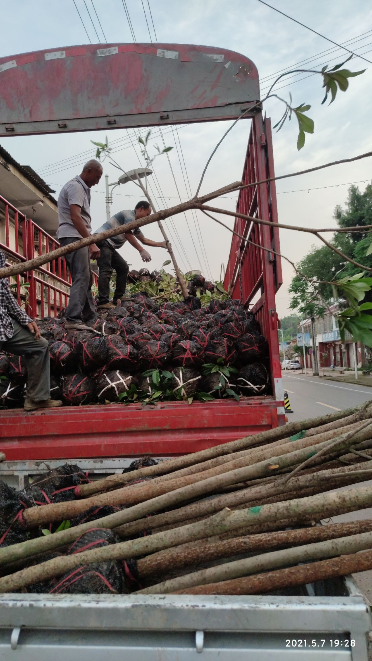 大五星枇杷苗  毛枇杷树，4公分，绿化树