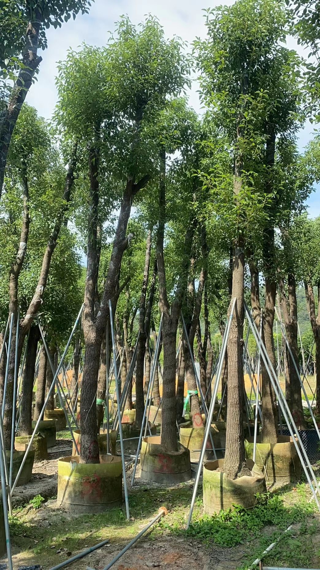 广东香樟（小叶樟）产地批发 移栽成活率高