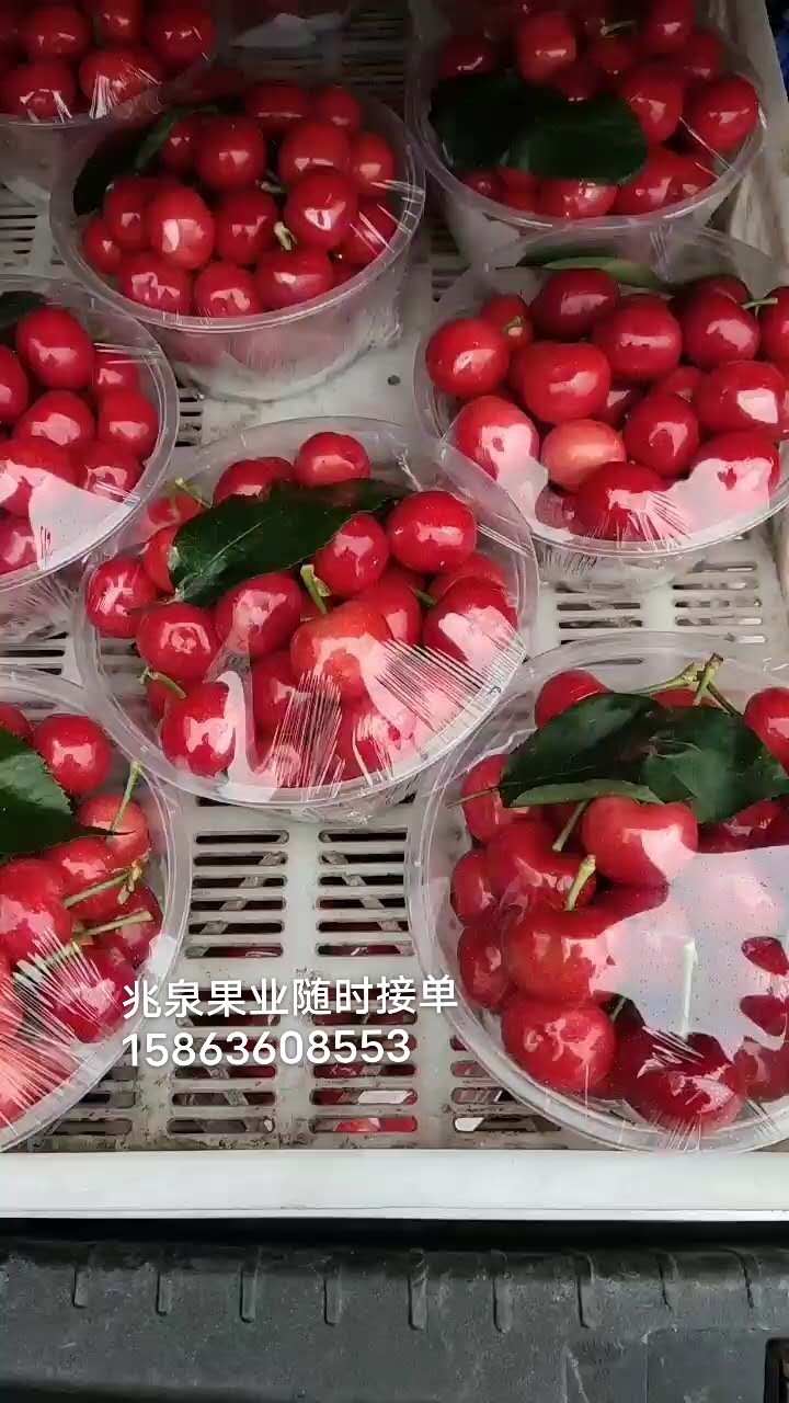 红灯樱桃 露天大樱桃