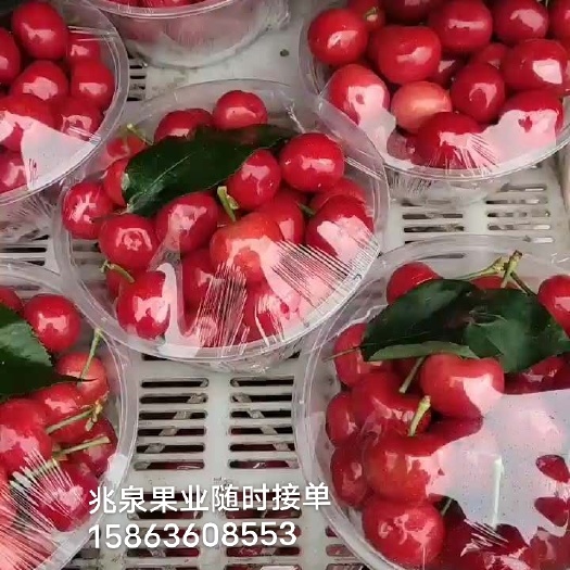 安丘市红灯樱桃 露天大樱桃