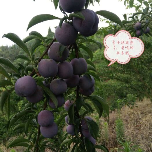 荣县五月脆李 喜欢吃李子的注意了，月底就要开吃了，五月脆，果子脆甜，汁多