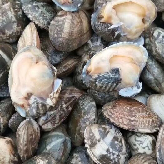 连云港 新鲜鲜活超大无沙花蛤蜊花蛤文蛤花甲贝类海鲜深海美贝