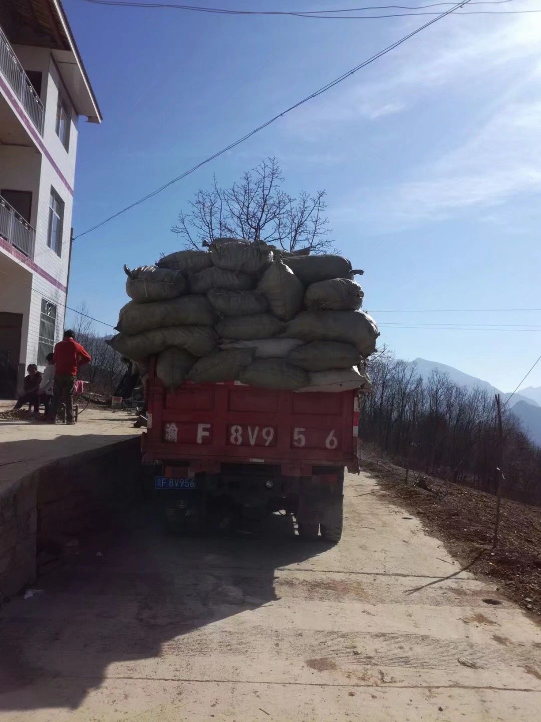 独活  巫溪肉独活含量高