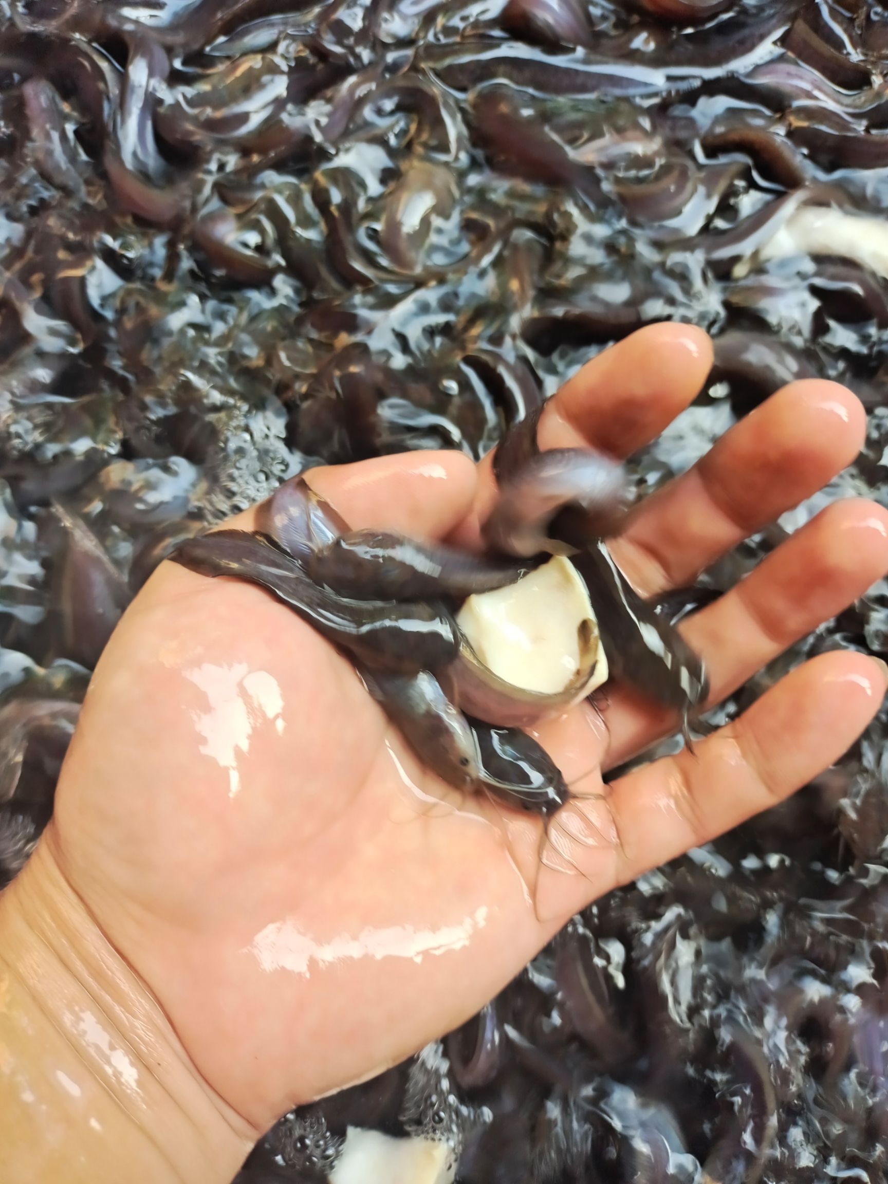 鲶鱼苗  塘角鱼苗  三黄土塘角鱼苗，品种优良健康快大，养殖